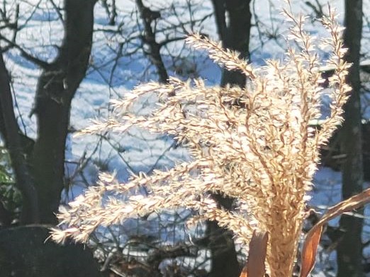 winter gras