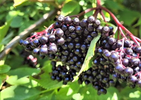 holler beeren