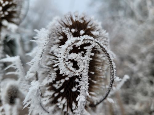 karden frost