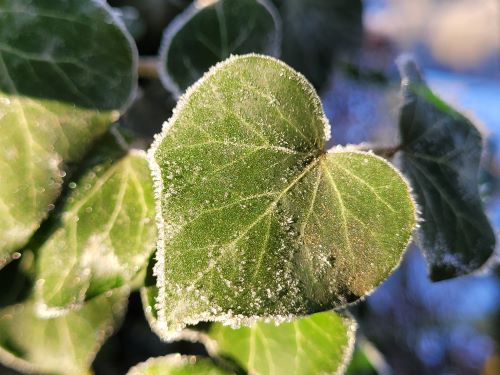 winterlicht