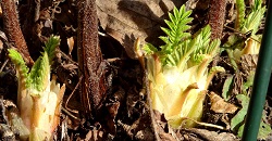odermenning trieb frühling