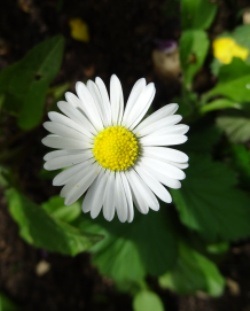 gänseblümchen