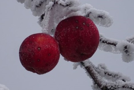 apfel im schnee