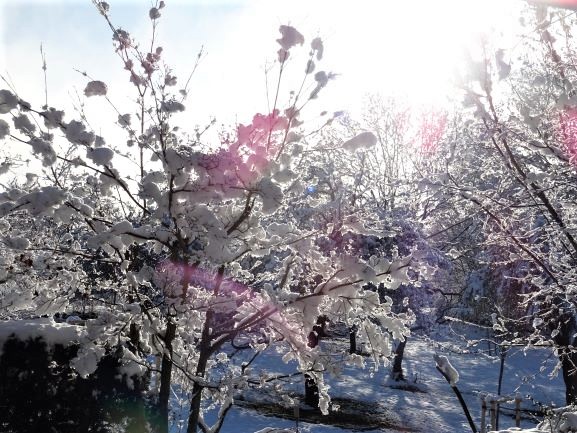 winter traum garten