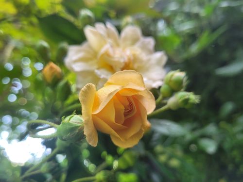 rosenzauber
