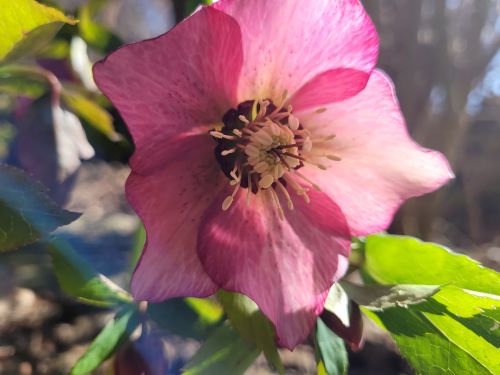 helleborus